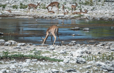 point d'eau en Namibie