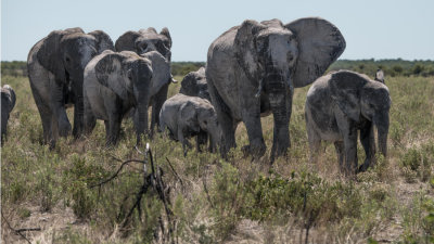 Namibie