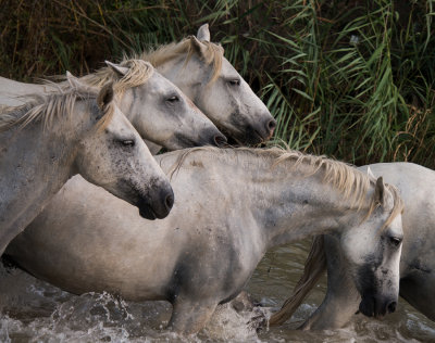 chevaux en camargue