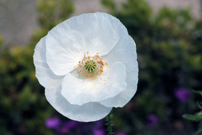 Jardin des Plantes - 370 - coquelicot blanc - IMG_0674b.jpg