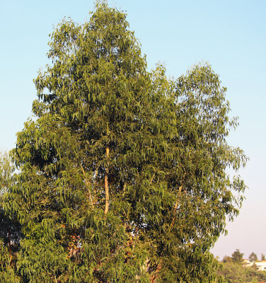 Eucalyptus au couchant - IMG_1156b.jpg