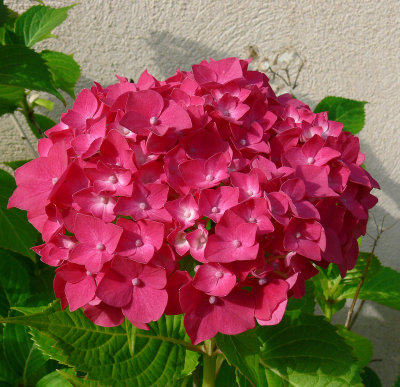 Hortensia - P1280665c.jpg