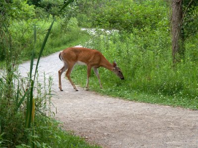 deer.jpg