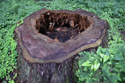 Old tree base in Nikko