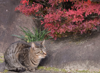 Himeji cat, Japan