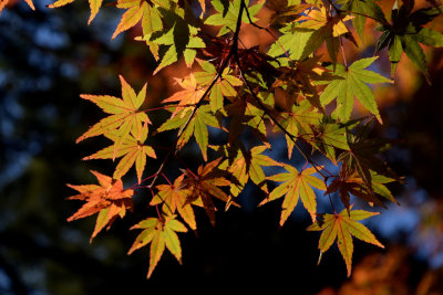 Fall colors in Nara
