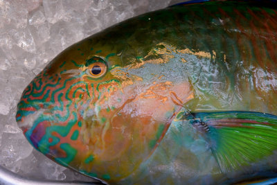 Parrot fish, Naha