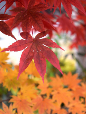 Fall colors, Shirakawago