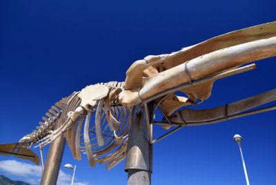 Wale skeleton, Los Silos