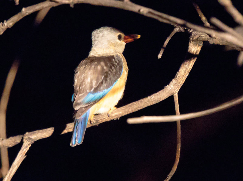 SA_07112-Grey-headed-Kingfisher_Kafue.JPG