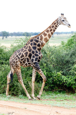 SA_02102_Giraffe.JPG