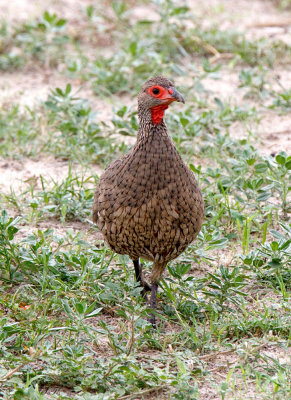 SA_02106-Swainsons-Francolin.JPG