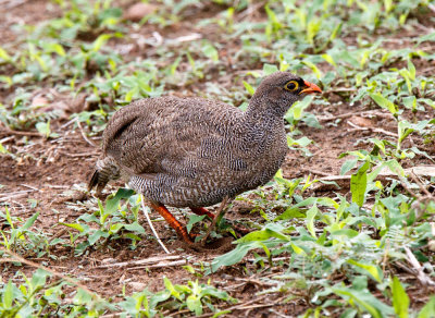 SA_02110-Red-billed-Francolin.JPG