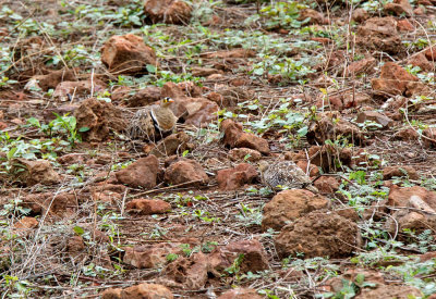 SA_02114-Double-banded-Sandgrouse.jpg