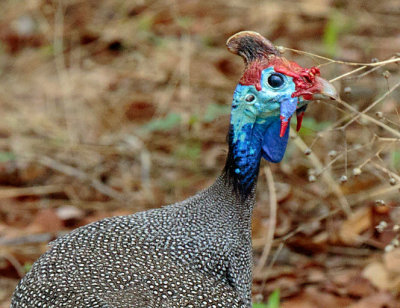 SA_02138-Helmeted-Guineafowl.JPG