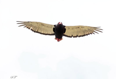 SA_02142_Bateleur.JPG