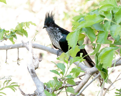 SA_02144-Levaillants-Cuckoo.JPG