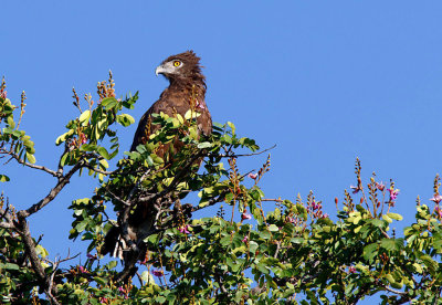 SA_03102-BrownSnakeEagle.jpg