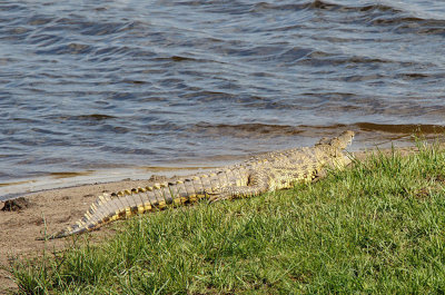 SA_03122-Nile-Crocodile.jpg