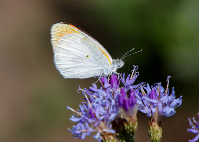 SA_03126-butterfly_id.jpg