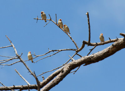 SA_03140-Red-billed-Quelea.jpg