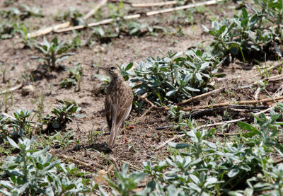 SA_03146_pipit_id.jpg