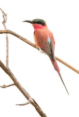 SA_03148-Southern-Carmine-Bee-Eater.jpg