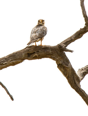 SA_03150-Lanner-Falcon.jpg