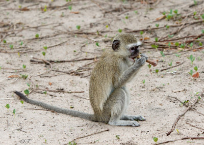 SA_03152-Vervet-Monkey.jpg