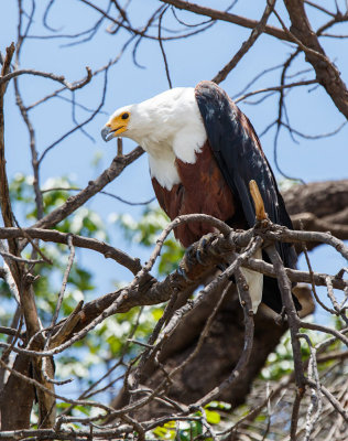 SA_03154-African-Fish-Eagle.jpg