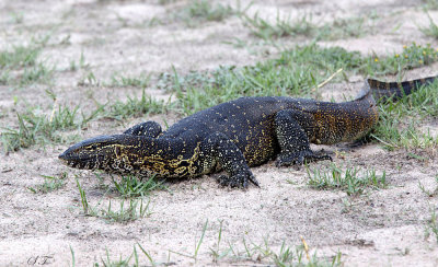 SA_03156-Water-Monitor.jpg