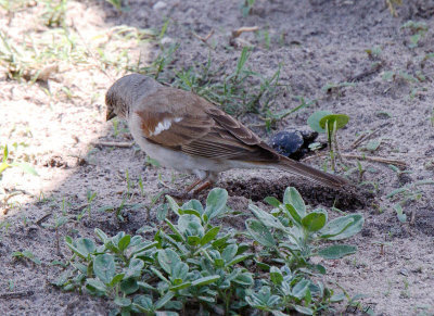 SA_03160-Grey-headed-Sparrow.jpg