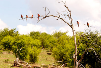 SA_03174-SCarmine-Bee-Eater.jpg