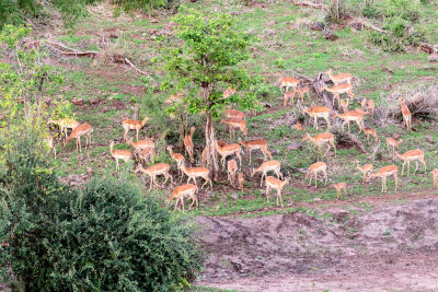 SA_03190-BoababLodge-Impala.JPG