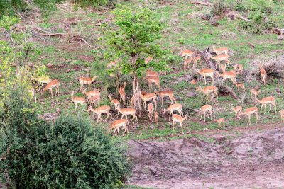 SA_03190-BoababLodge-Impala.JPG