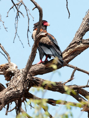 SA_04142-Bateleur.JPG