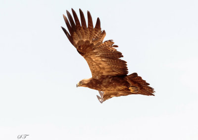 SA_04146-Tawny-Eagle.JPG