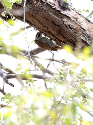 SA_04148-Bearded-Woodpecker.JPG