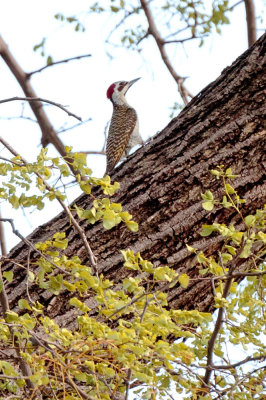 SA_04158-Bennetts-Woodpecker.JPG