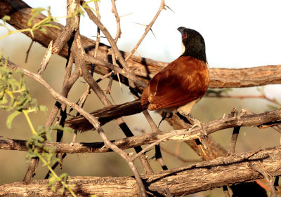 SA_04170-Senegal-Coucal.JPG