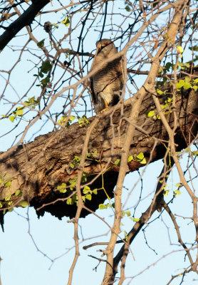 SA_04174-African-Goshawk.JPG