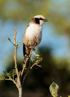 SA_04180-SWhite-crowned-Shrike.JPG