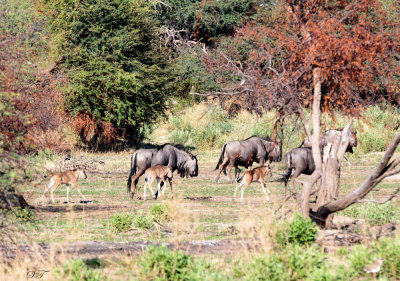 SA_05108-Wildebeest.JPG