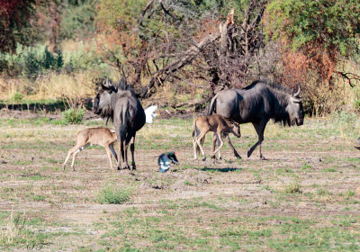 SA_05110-Green-Wood-Hoopoe_Wildebeest.JPG