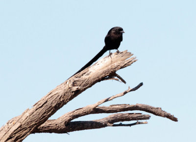 SA_05114-Magpie-Shrike.JPG