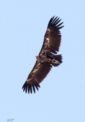 SA_05122-Lappet-faced-Vulture.JPG