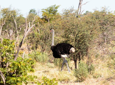 SA_05124-Ostrich.JPG