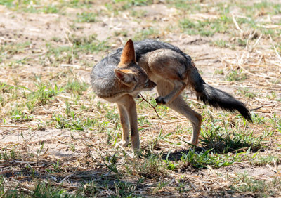 SA_05136-Black-backed-Jackal_thorn.JPG