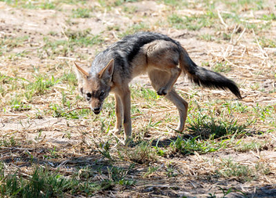 SA_05138-Black-backed-Jackal_thorn.JPG