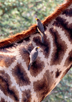 SA_05142-Giraffe-YBOxpecker.JPG